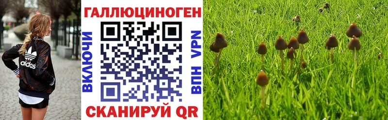 где найти наркотики  Гаджиево  Псилоцибиновые грибы мицелий 